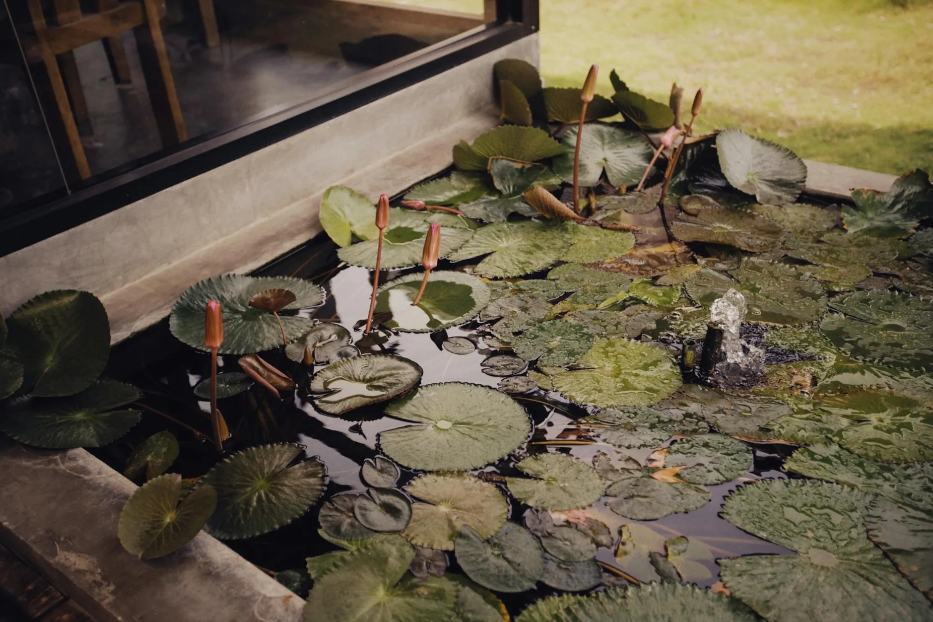 Vijver met waterplanten